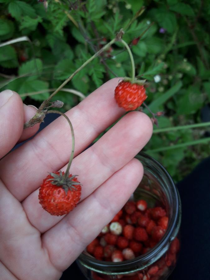 Sadyba Cherry Пилипец Экстерьер фото